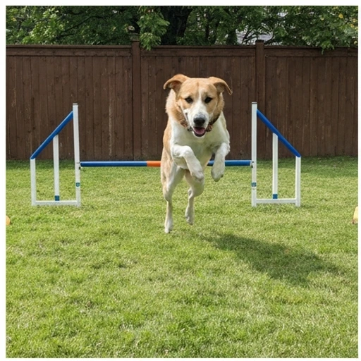 Beagle dans la vie quotidienne