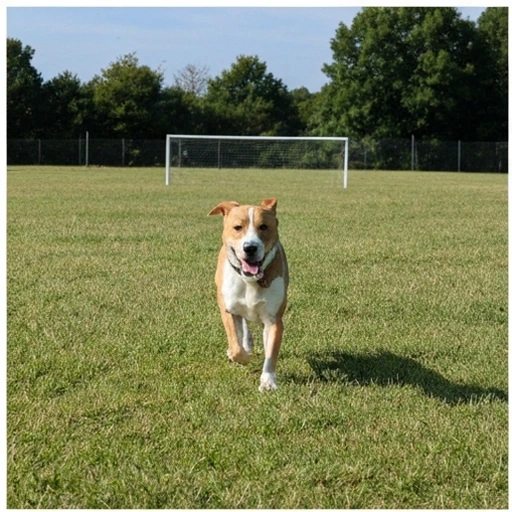 Beagle en situation